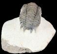 Bargain Crotalocephalina Trilobite - Zguid, Morocco #49463-3